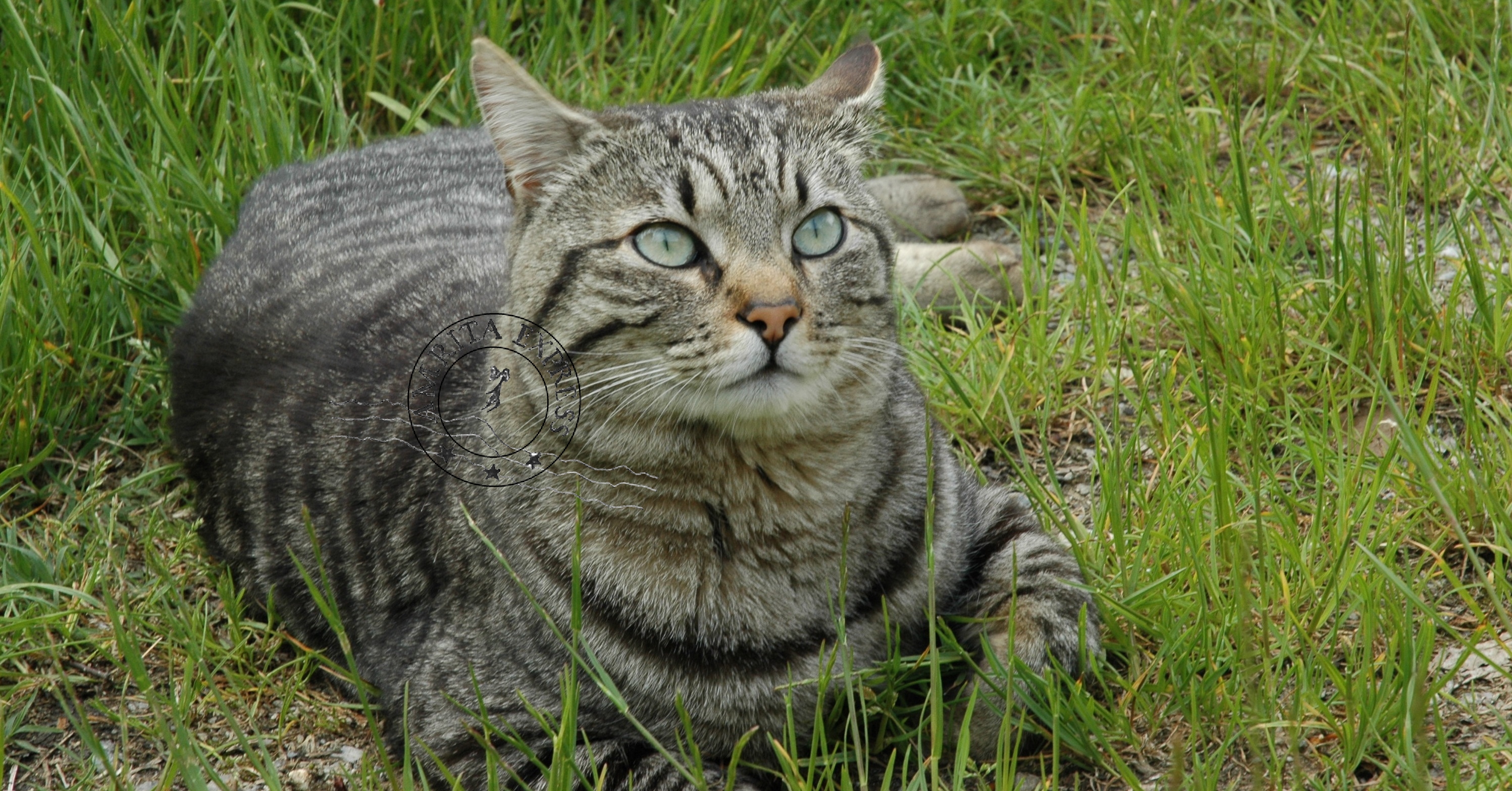 A close-up of a tabby cat with an untamed gaze, its eyes framed by natural eyeliner. It gazes fiercely upward and to the right (North-East), symbolizing a vision projected toward the future and serving as the guiding spirit for the Amrita Express journey.